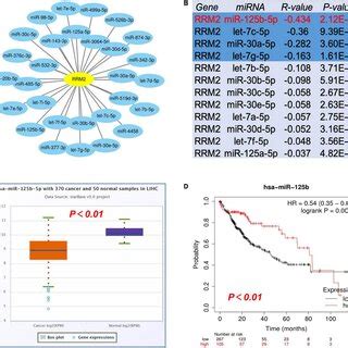 Identification Of MiR 125b 5p As A Potential Upstream Regulatory MiRNA