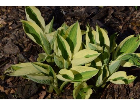 Funkia Yellow Polka Dot Bikini Hosta Sadzonki W Dobrej Cenie