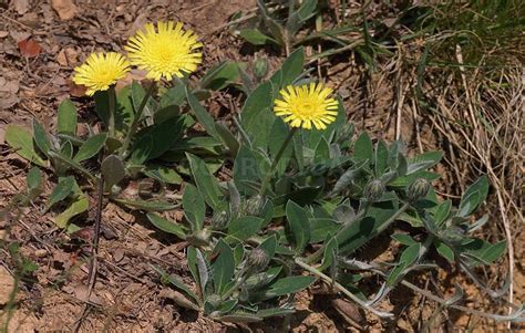 Ястребинка волосистая - основные показания к использованию