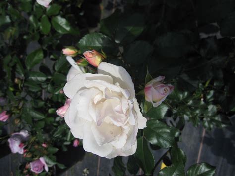 Rosa Weiße Wolke ® - Strauchrose Weiße Wolke ® - Kordes Rose