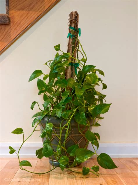 Variegated Pothos Care: All Your Questions Answered - Potted Pixie