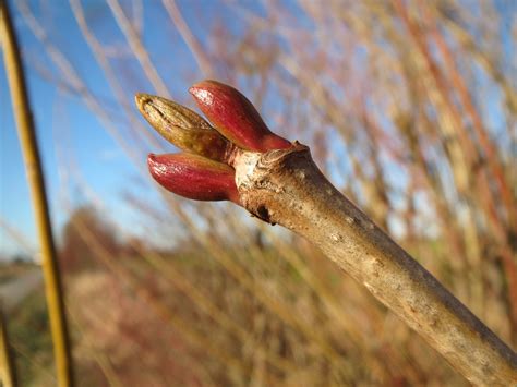 Viburnum Opulus Guelder Rose Buds Free Photo On Pixabay Pixabay