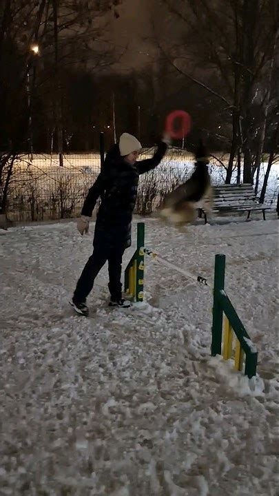 Собака прыгает за ⭕️ - YouTube