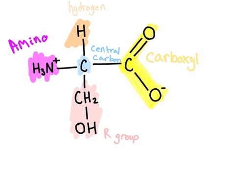 Macromolecules Diagrams Flashcards | Quizlet