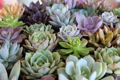 2.5" Rosette Succulents - Wedding Succulent Favors for Sale Bulk Succulents