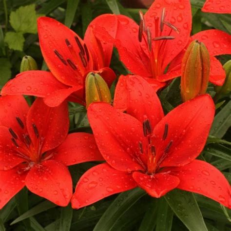 Купить лилия Prunotto – в интернет-магазине СВМ