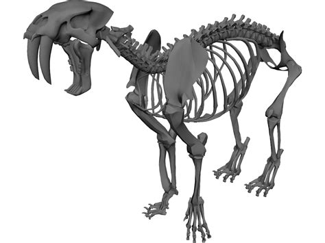 Tiger Saber Tooth Skeleton 3D Model - 3DCADBrowser