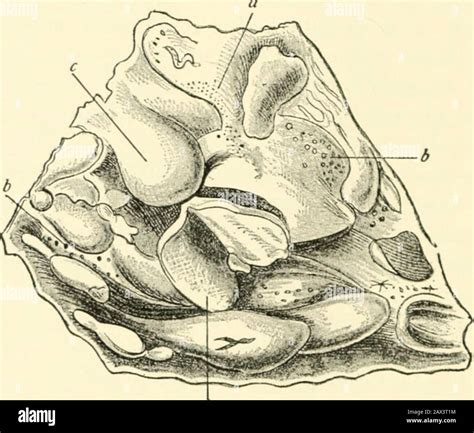 Decidual membrane hi-res stock photography and images - Alamy