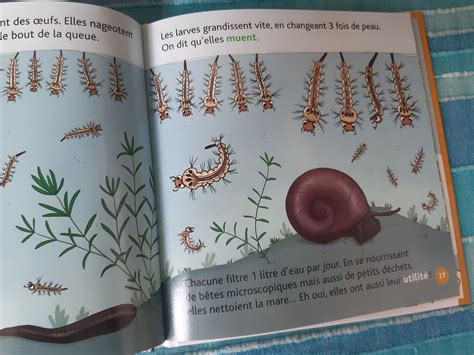 Les Moustiques Dans La Collection Mes P Tits Docs Maman Fouine