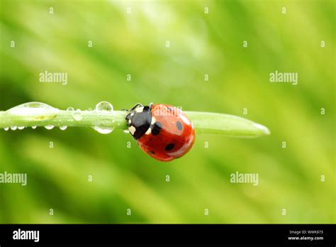 Ladybug On Grass In Water Drops Stock Photo Alamy