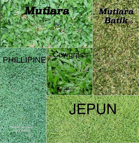 jenis rumput  malaysia jenis rumput laut  laku  pasaran