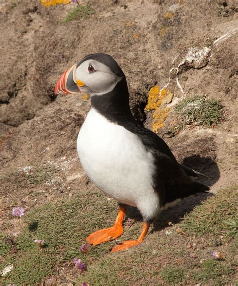 The Atlantic Puffin Is Commonly Called A Sea Parrot” Because Of Its