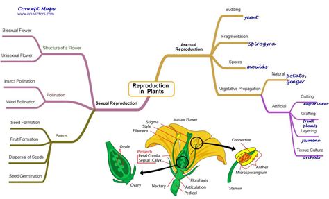 Reproduction In Plants Class 7 Diagram