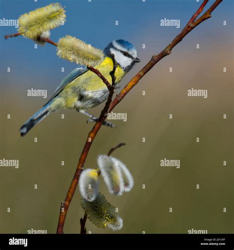 Blue Tit On Pussy Willow Stock Photo Alamy