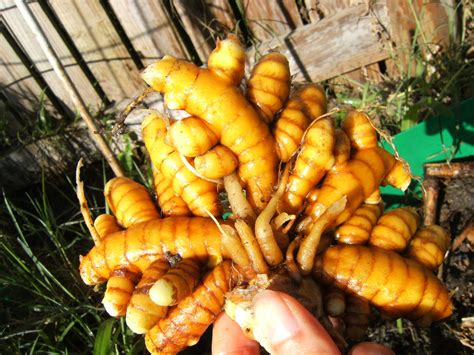 how to grow a turmeric plant 8