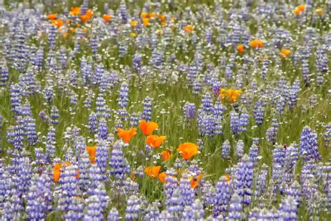 When and Where to See the California Super Blooms