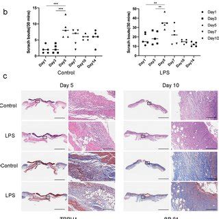 Pdf Shed Derived Exosomes Promote Lps Induced Wound Healing With Less