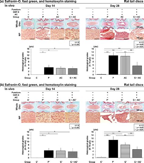 Figure 1 From Protective Effects Of Growth Differentiation Factor 6 On The Intervertebral Disc