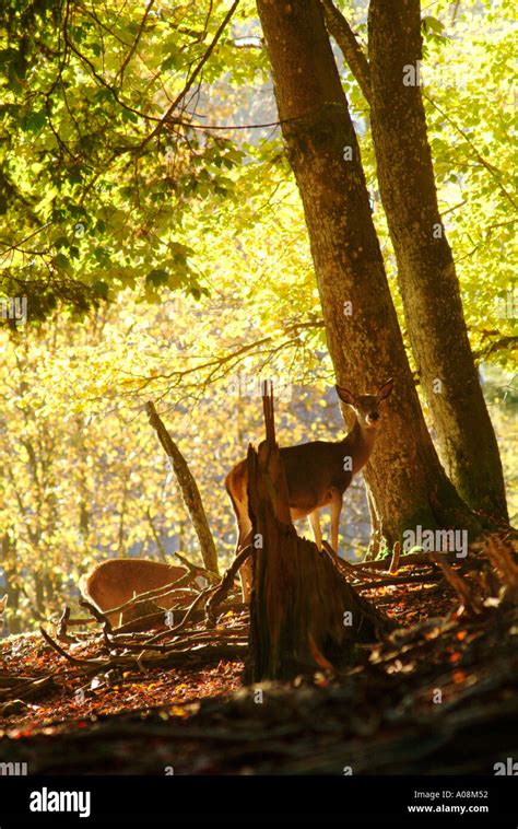 Wary Deer Hi Res Stock Photography And Images Alamy