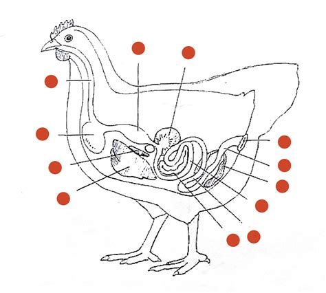 chicken digestive system