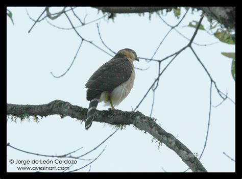 collared forest falcon