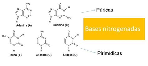 Purinas E Pirimidinas - Diferencie purinas de pirimidinas. Que bases nitrogenadas representam ...