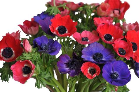 17 Anemone Bouquet Free Stock Photos Stockfreeimages