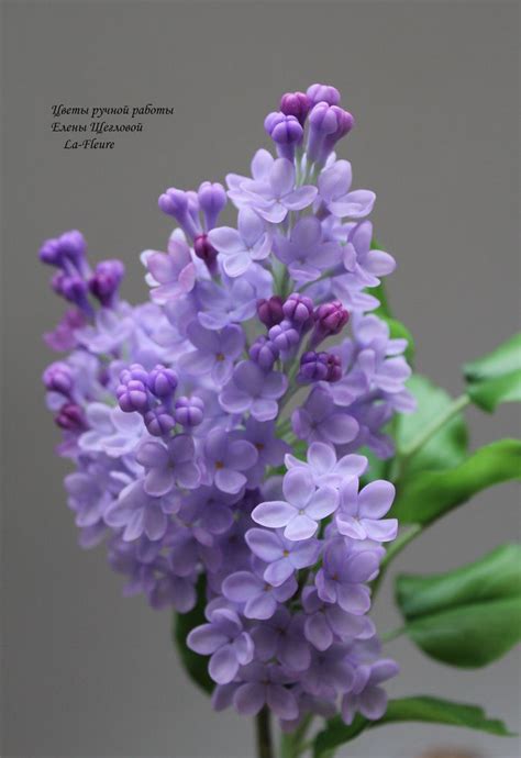 Сирень из холодного фарфона: Персональные записи в журнале Ярмарки ...