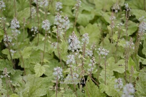 Tiarella " Herronswood Mist " - mitrovnička Zahradnictví Krulichovi ...