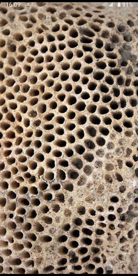 Phobia Of Holes Trypophobia Test Causes Symptoms Cure Artofit