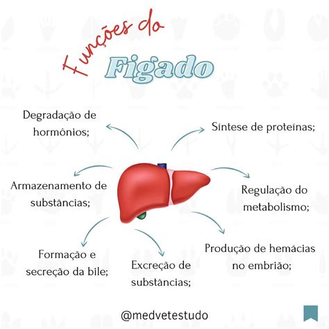 Cite Três Funções Do Fígado - Fígado Saudável: Conheça As Funções De Um Dos Órgãos Mais – BLGQMG