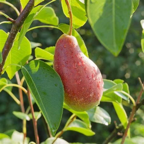 Груша Яковлевская Описание Сорта Фото – Telegraph