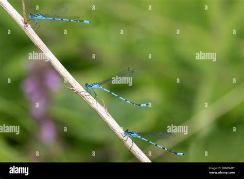 Common Blue Dragonflies Stock Photo Alamy