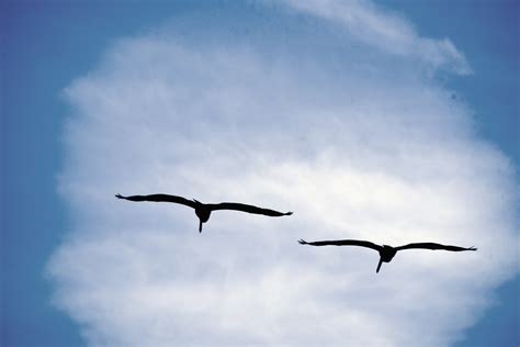 Two Birds Flying Free Stock Photo - Public Domain Pictures