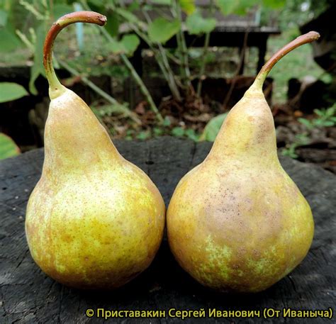 Груша Бере Боск - описание сорта и фото груш