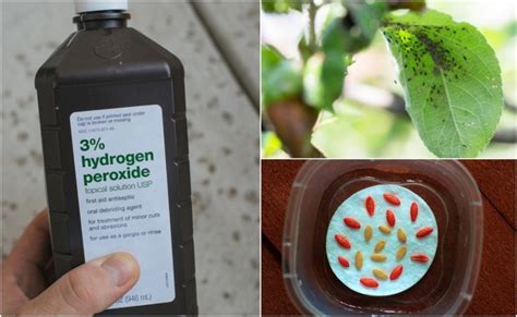 10 Uses For Hydrogen Peroxide In The Garden