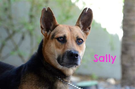 SALLY | Sarasota Dog