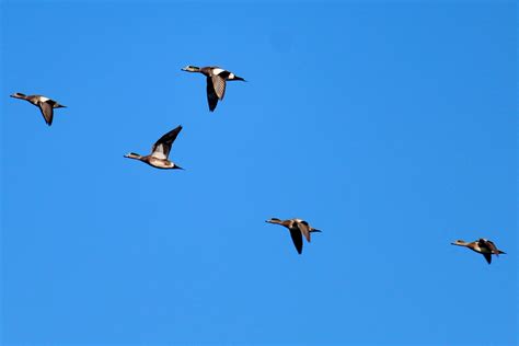 New maps explain what jamaica bay wildlife refuge offers 17