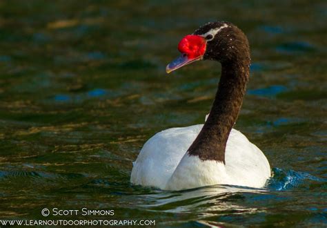 Black-necked Swan | Focusing on Wildlife