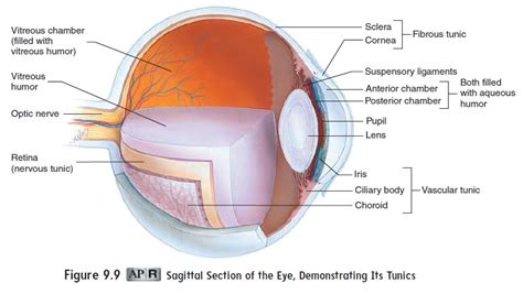 Sclera Anatomy Layers Eyeball Layers And Cavities Of The Eyeball