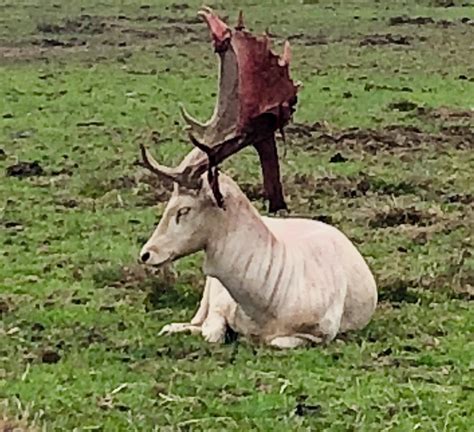This deer shedding the velvet from its antlers : r/natureismetal