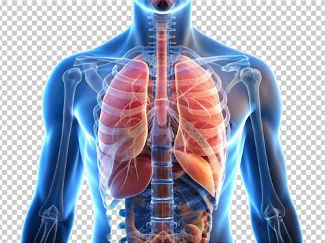 Pulmones Humanos Archivo Psd Premium