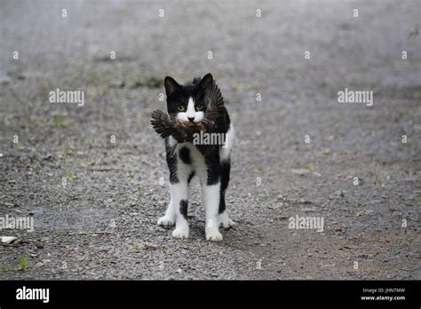 cat catching  bird stock photo alamy