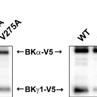 Mutational effects of the BK 1 subunit on its association with the BK ...