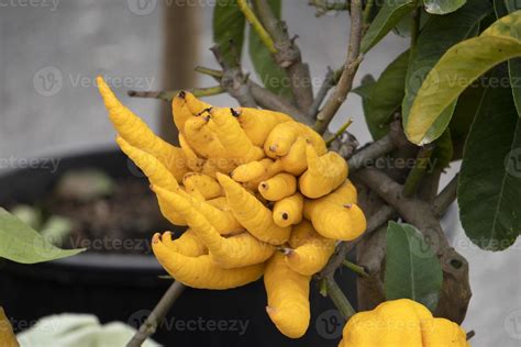 buddha hand fruit from the plant 17412506 Stock Photo at Vecteezy