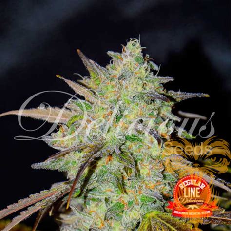 Marmalate Reg - Real Gorilla Seeds