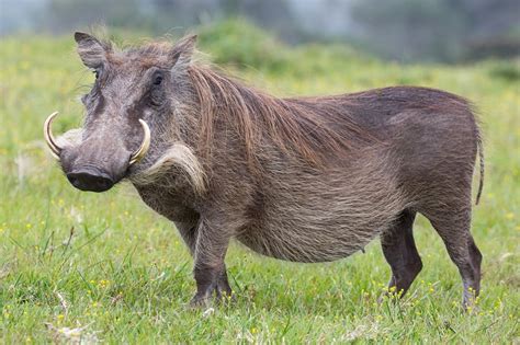 Warthogs