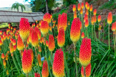 14 Garden Tall Plants Lezasiriol