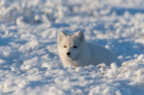 Premium Photo Arctic Fox Vulpes Lagopus Hidden In Wilde Tundra