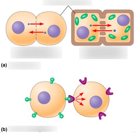 BIOL 111 - Chapter 11 - Cell Junctions and Cell-cell Recognition ...